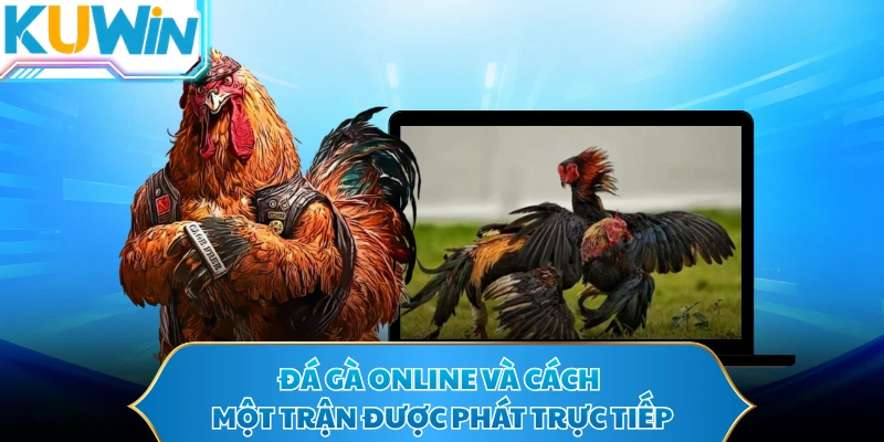 Đá gà online và cách một trận được phát trực tiếp