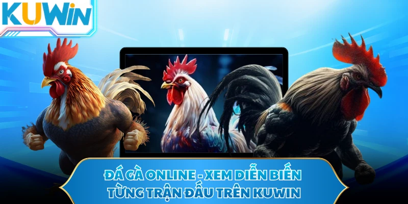 Đá Gà Online - Xem Diễn Biến Từng Trận Đấu Trên KUWIN